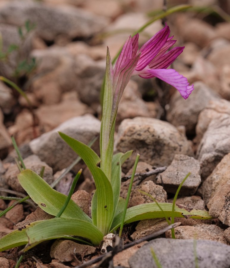 Orchidee di Marzo - Dalla Grecia con passione